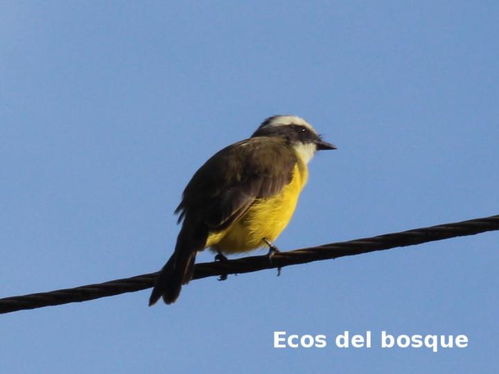 Canopias albovittatus