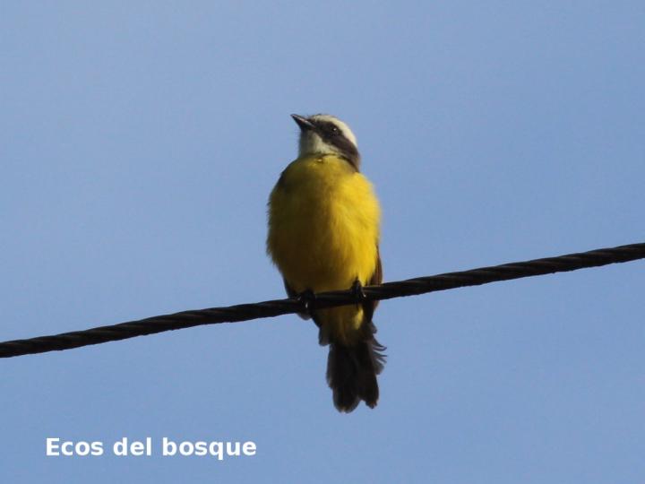 Canopias albovittatus