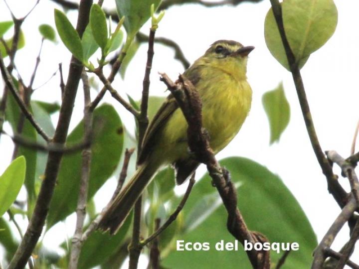 Capsiempis flaveola (Mosquerito amarillo)
