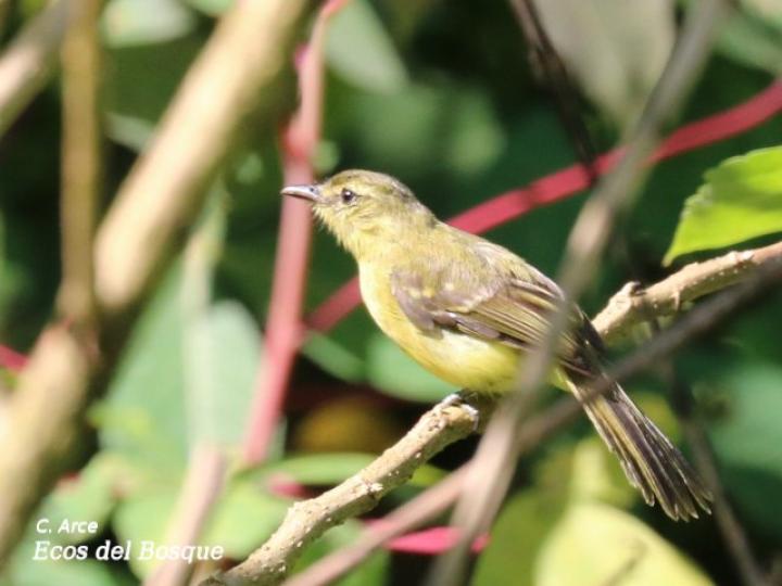 Capsiempis flaveola (Mosquerito amarillo)