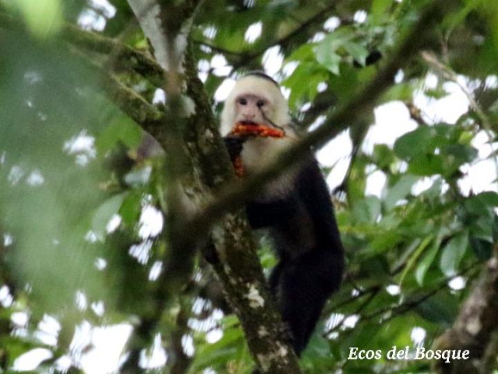Cebus capucinus come el fruto de un anthurium