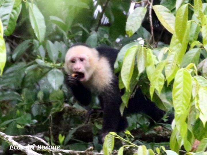 Minquartia guianensis