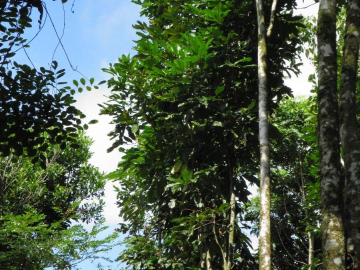 Carapa guianensis Ecos del Bosque
