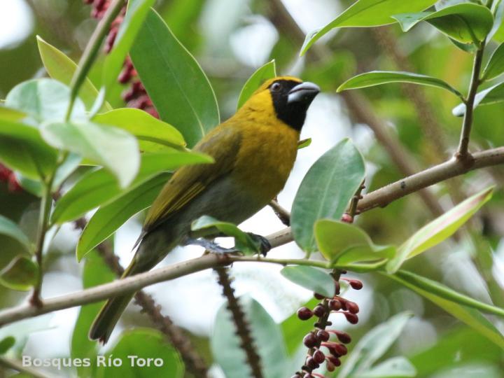 Caryothraustes poliogaster