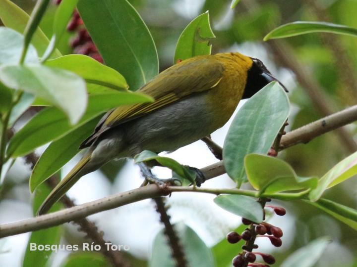 Caryothraustes poliogaster