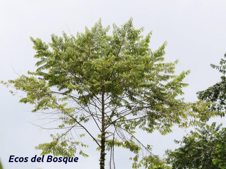 Casearia arborea | Ecos del Bosque