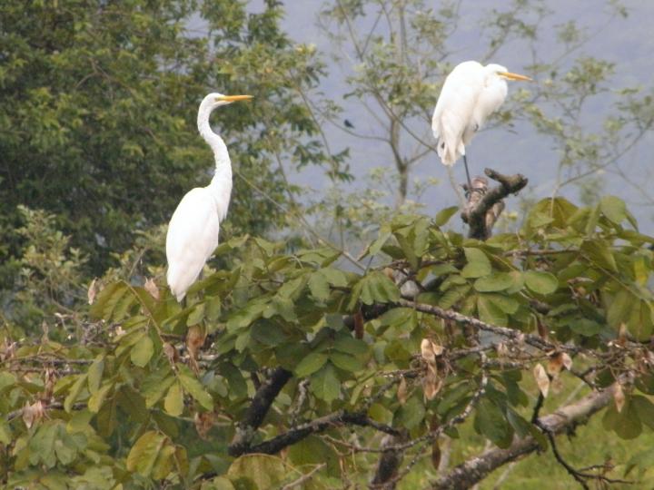 Ardea alba