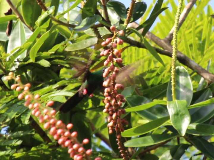 Sarcopera sessiliflora