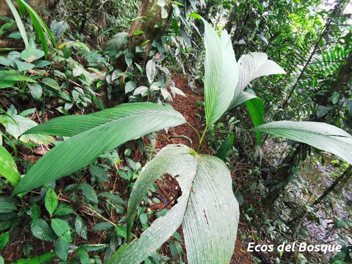 Chamaedorea deckeriana