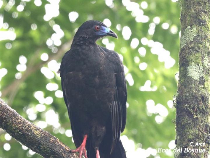 Chamaepetes unicolor (Pava negra)