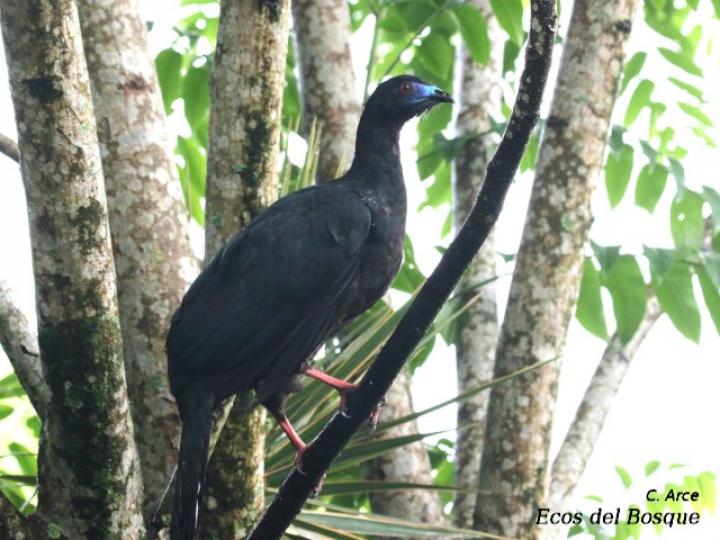 Chamaepetes unicolor (Pava negra)