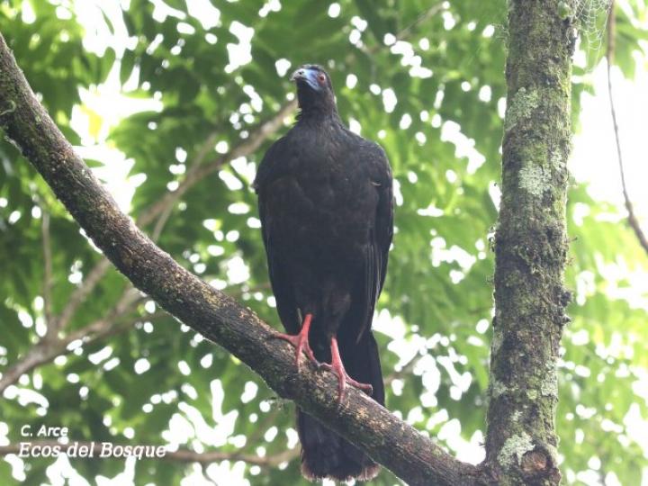 Chamaepetes unicolor (Pava negra)