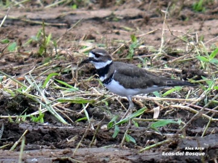 Charadrius vociferus