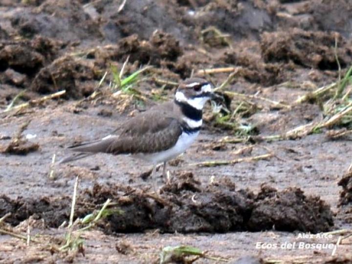 Charadrius vociferus
