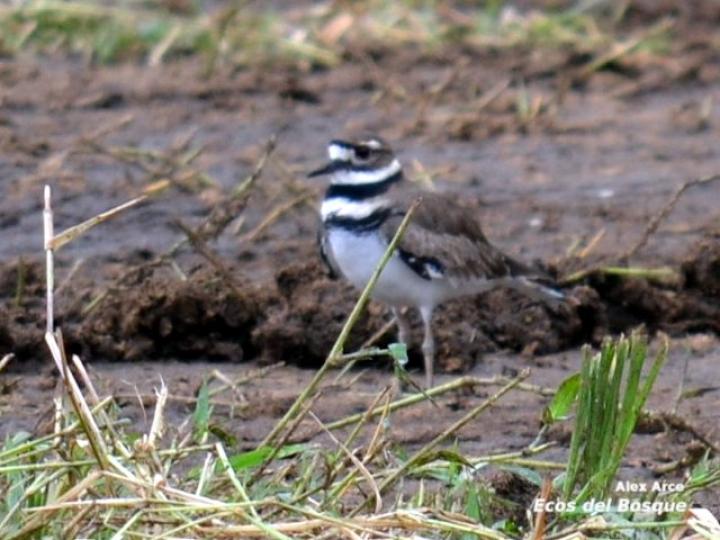 Charadrius vociferus