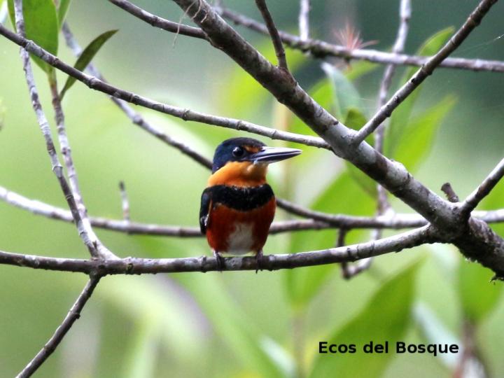Chloroceryle aenea