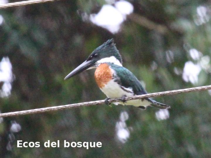 Chloroceryle amazona