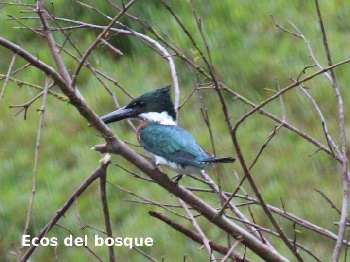 Chloroceryle amazona