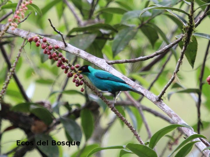 Sarcopera sessiliflora