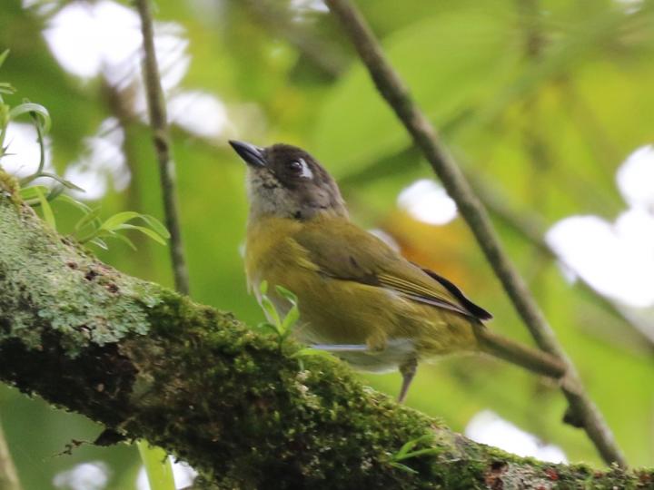 Chlorospingus flavopectus (Chlorospingus ojeruda)
