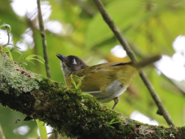Chlorospingus flavopectus (Chlorospingus ojeruda)