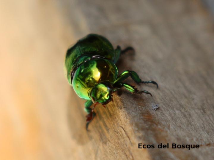 Chrysina 