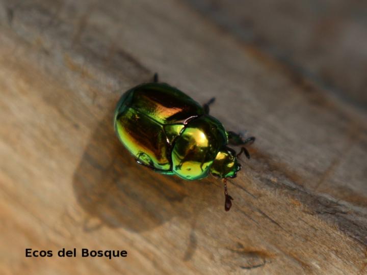 Chrysina