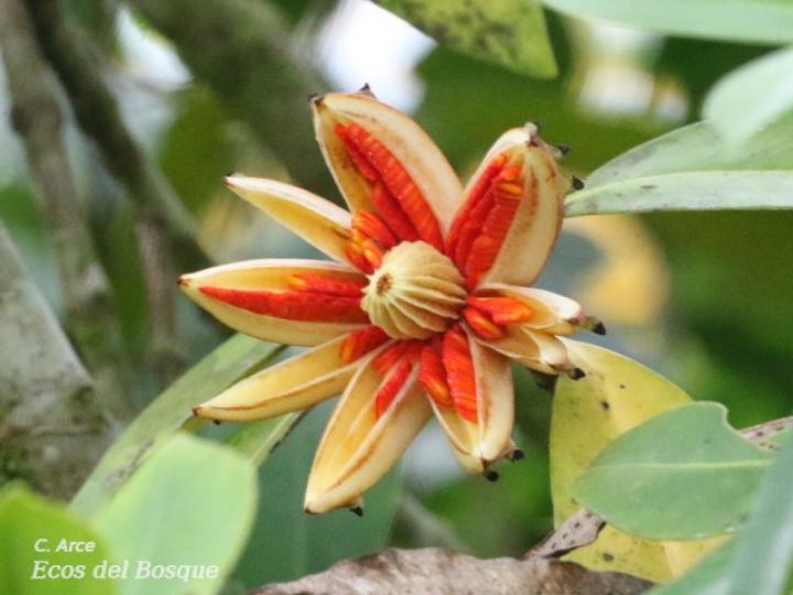 Clusia cooperi