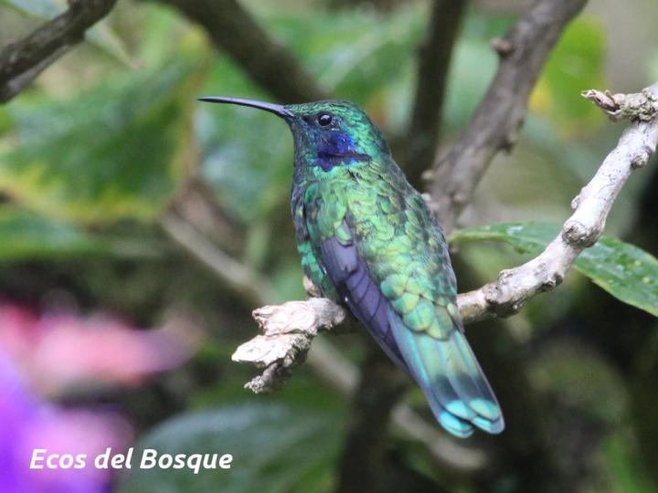 Colibri cyanotus