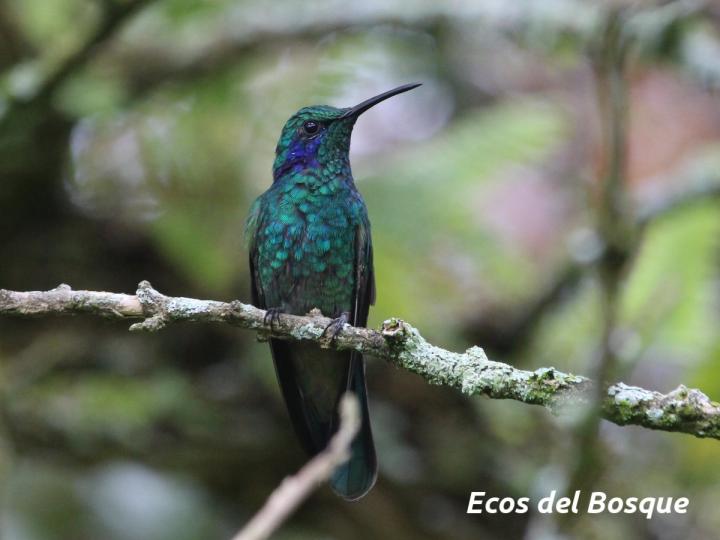 Colibri cyanotus