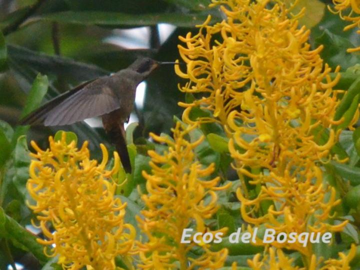 Colibri delphinae