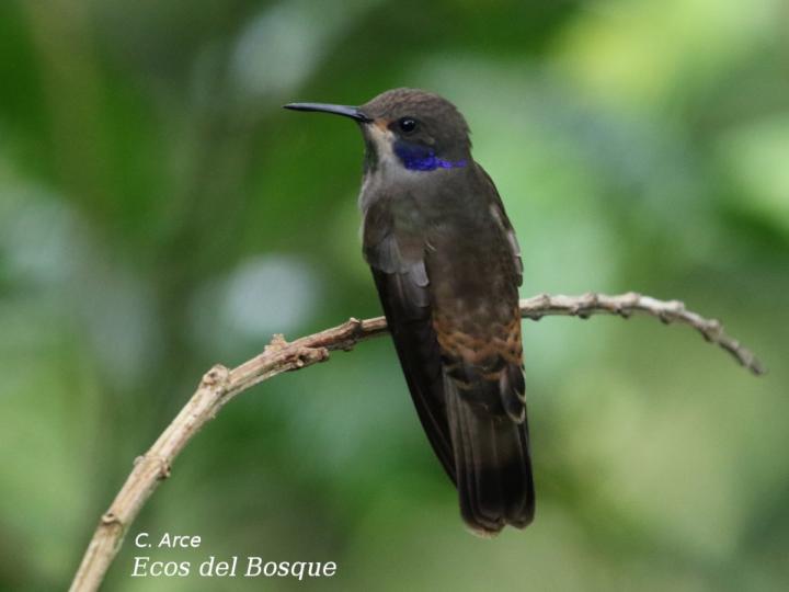 Colibri delphinae