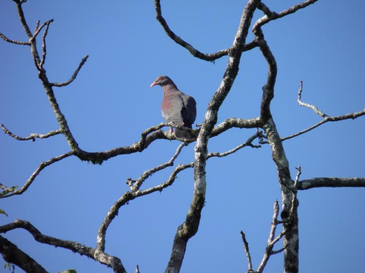 Patagioenas flavirostris