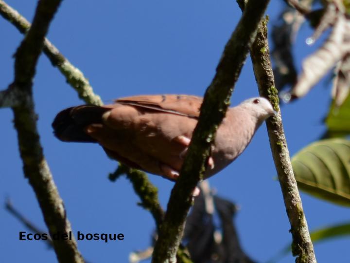 Columbina talpacoti