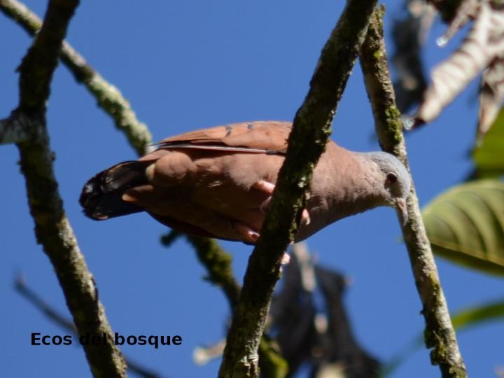 Columbina talpacoti