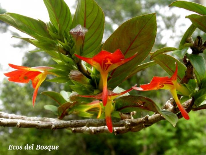 Columnea nicaraguensis