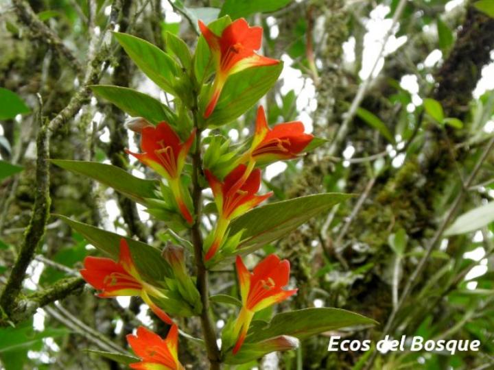 Columnea nicaraguensis