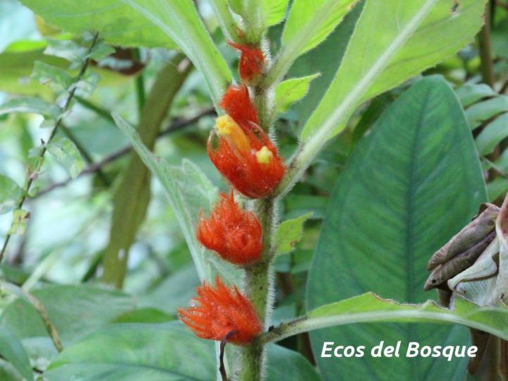 Columnea purpurata