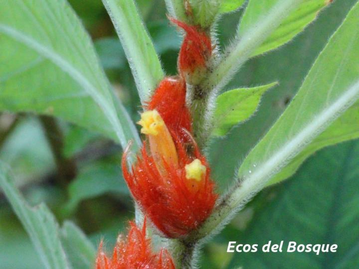 Columnea purpurata