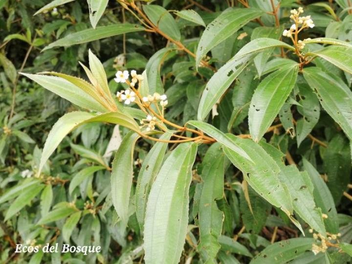 Conostegia xalapensis Ecos del Bosque
