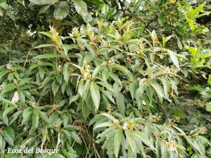 Conostegia xalapensis