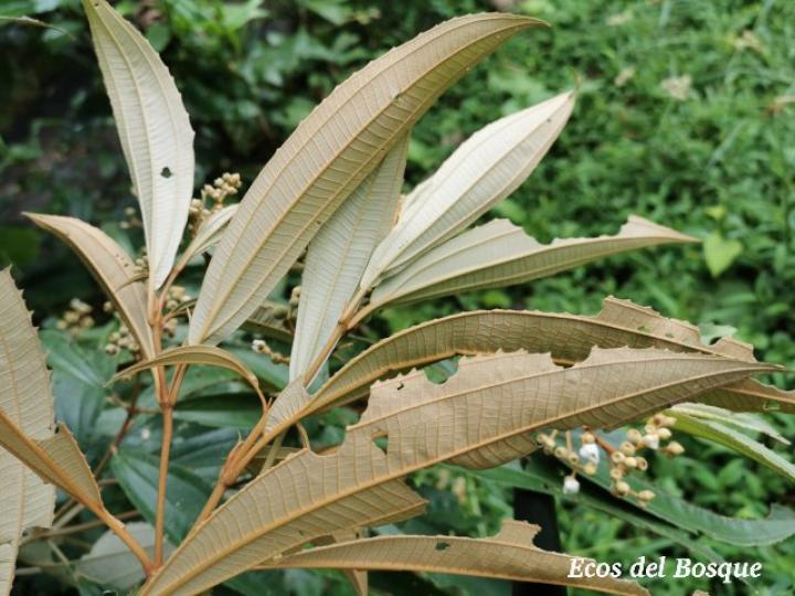 Conostegia xalapensis