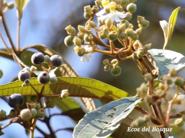 Conostegia xalapensis Ecos del Bosque