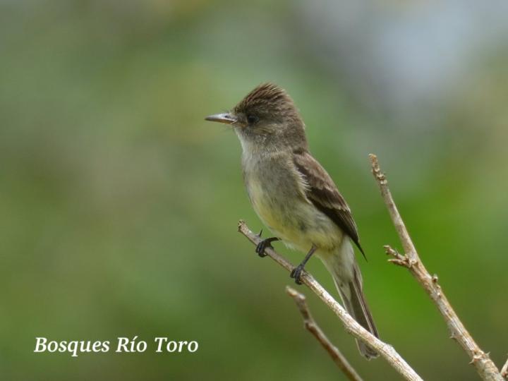 Contopus cinereus (Pibí tropical)