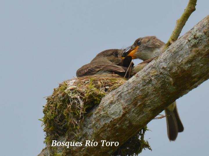 Contopus cinereus (Pibí tropical)