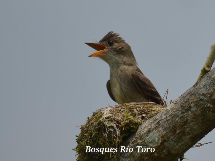 Contopus cinereus (Pibí tropical)
