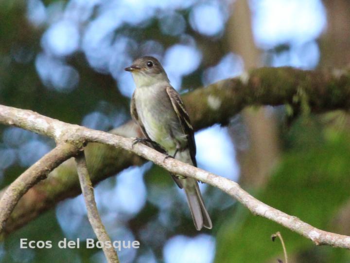 Contopus sordidulus