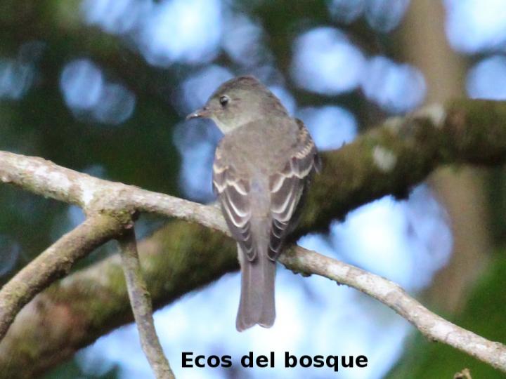 Contopus sordidulus