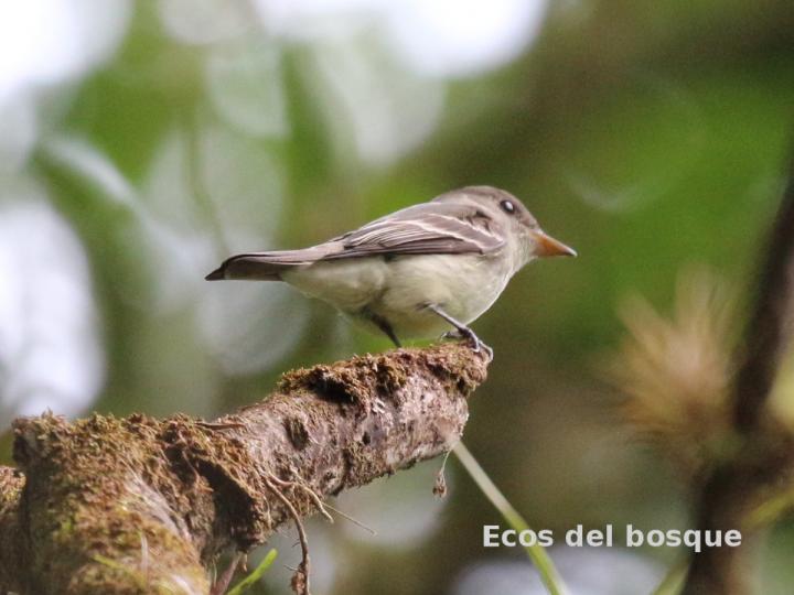 Contopus virens