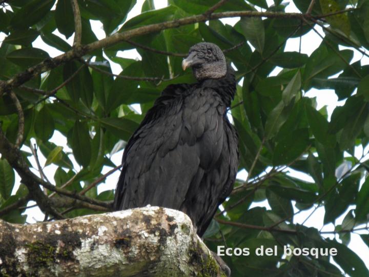 Coragyps atratus